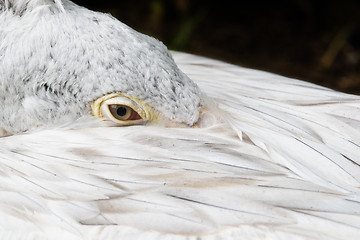 Image showing Pelican