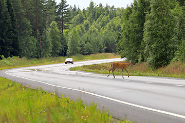 Image showing White-Tailed Deer Crosses Highway