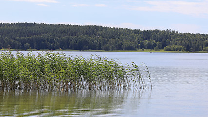 Image showing Serene Summer Seascape with Reed