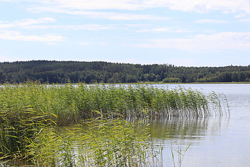 Image showing Summer Seascape with Reed