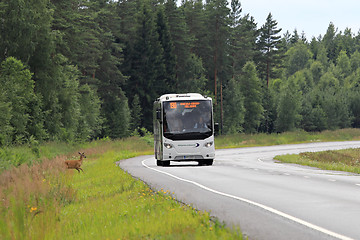 Image showing Bus Slows Down with Roadside Deer 