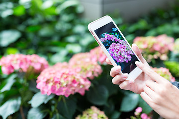 Image showing Woman taking photo on Hydrangea by cellphone