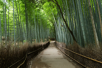 Image showing Bamboo groves of Arashiyama in Kyoto