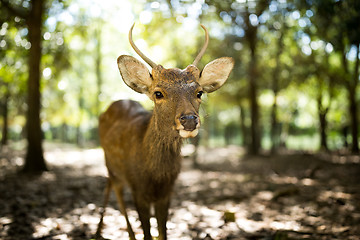 Image showing Little roe deer