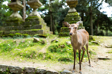 Image showing Deer in the japanese temple