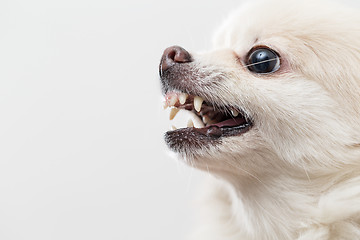 Image showing Pomeranian barking