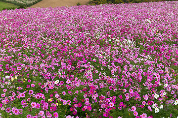 Image showing Cosmos flower