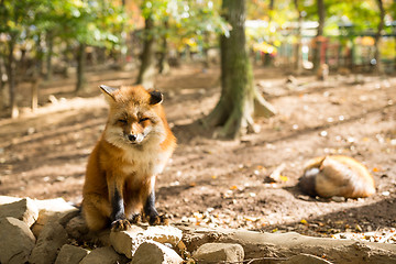 Image showing Red Fox