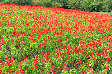 Image showing Red Salvia farm