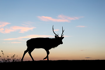 Image showing Silhouette of deer at sunset