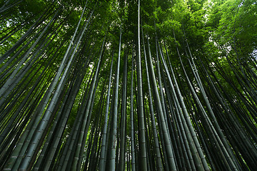 Image showing Japan bamboo forest