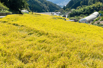 Image showing Autumn rice field