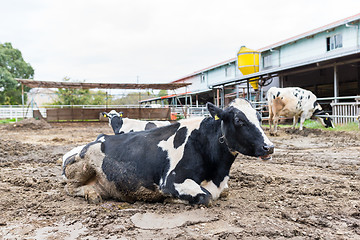 Image showing Cow resting inside the gate