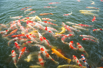 Image showing Japanese Koi fish in pond