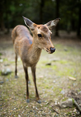 Image showing Roe deer in Nara park
