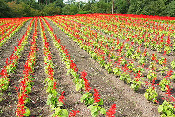 Image showing Salvia field