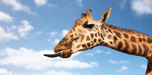 Image showing giraffe showing tongue