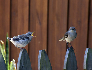 Image showing baby chick squawking at parent mockingbird