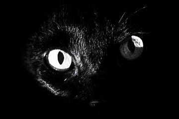 Image showing black cats eyes