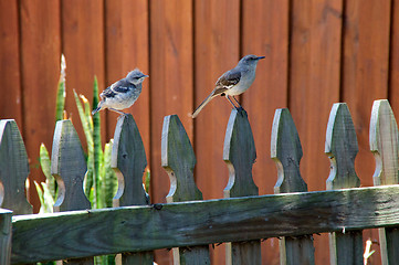 Image showing Northern Mockingbird and chick