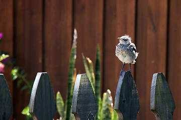Image showing Northern Mockingbird chick on fence