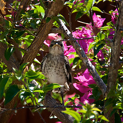 Image showing Baby Northern Mockingbird in tree