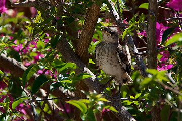 Image showing Baby Northern Mockingbird in bougainvillea bush