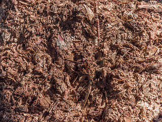 Image showing Input bin at a fish meal plant