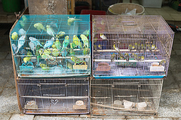 Image showing Canary Birds in Cages