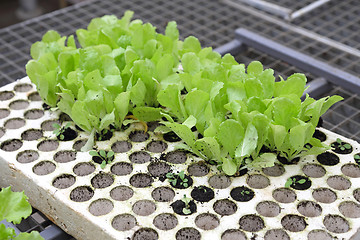 Image showing Salad Seedlings