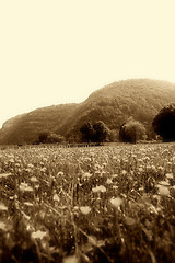 Image showing Flowers landscape