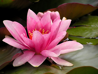 Image showing Water lilly 1