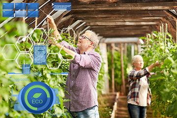 Image showing senior couple working at farm greenhouse