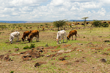 Image showing cows grazing in savannah at africa