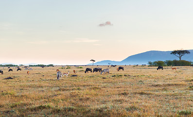 Image showing group of herbivore animals in savannah at africa