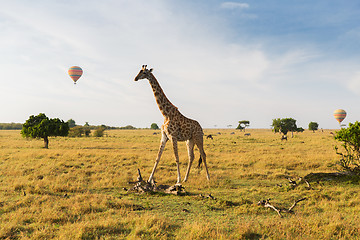 Image showing giraffe and air balloons in savannah at africa