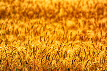 Image showing corn field