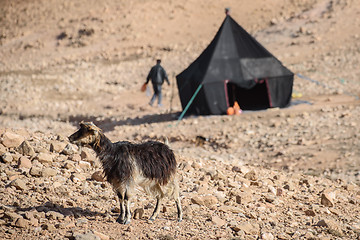Image showing Young goat in Atlas Mountains, Morocco