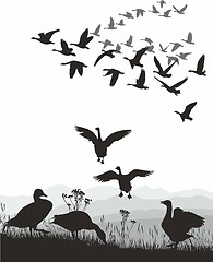 Image showing Geese - winged migration