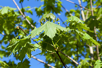 Image showing maple tree in the spring