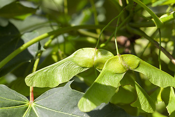 Image showing green maple seeds