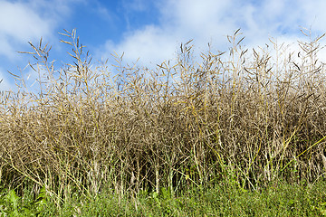 Image showing maturing field with rape