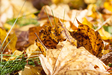 Image showing The fallen maple leaves