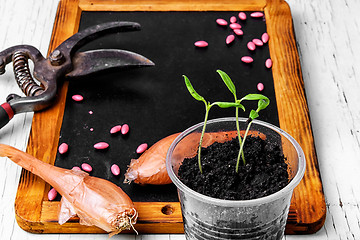 Image showing Plant seeds and seedlings