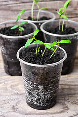 Image showing Seedling in plastic cup