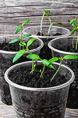 Image showing Seedling in plastic cup