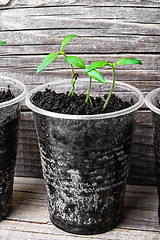 Image showing Seedling in plastic cup