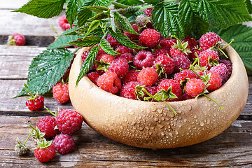 Image showing Harvest ripe raspberries