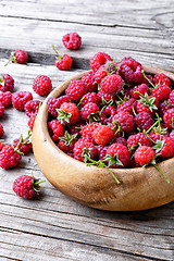 Image showing Harvest ripe raspberries