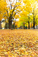 Image showing Golden leaves of gingko tree